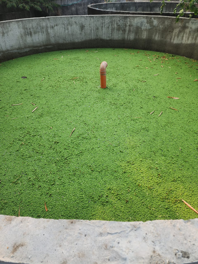 Dense azolla mat in concrete cultivation tank, DM-XTech pilot site