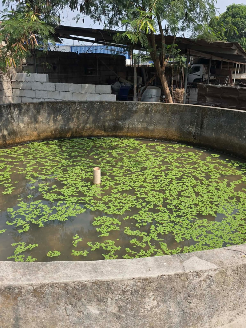 Azolla growth in progress